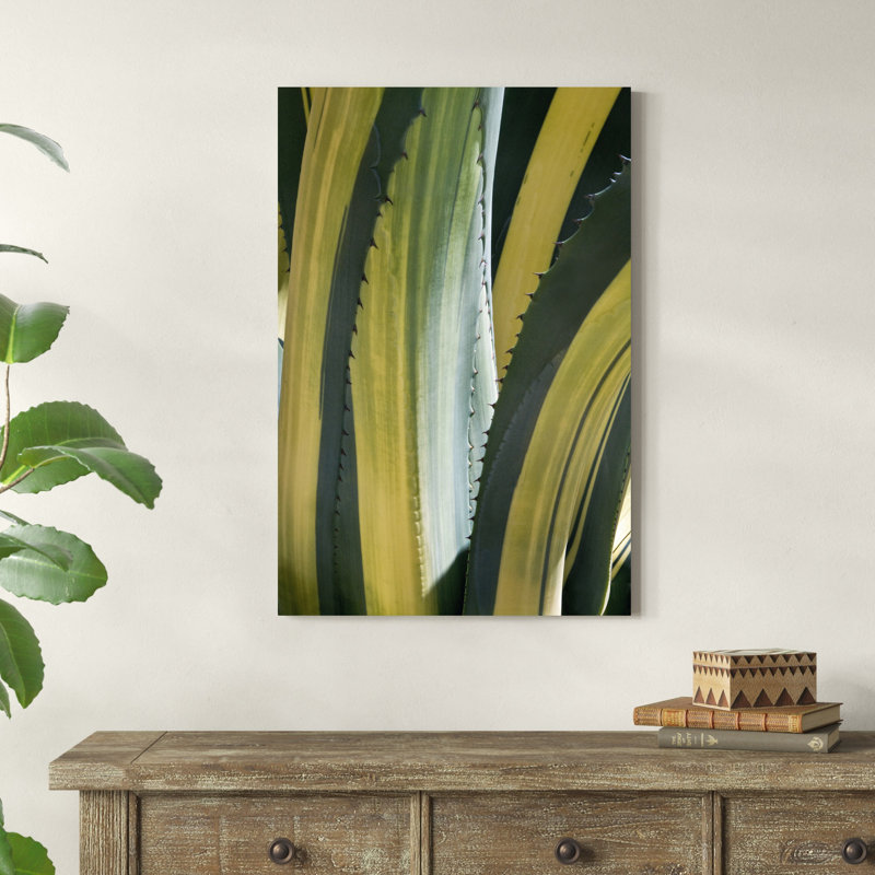 Agave panaché I, H 36 po x l 24 po x P 1,25 po