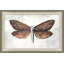 Painted Butterfly Diagram 2 Painting