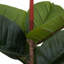 130cm Plant