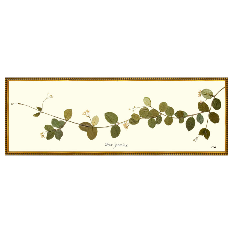 Star Jasmine Vine Print by Sandy Whitaker, 14.25" H x 41" W, Gold Bead 1