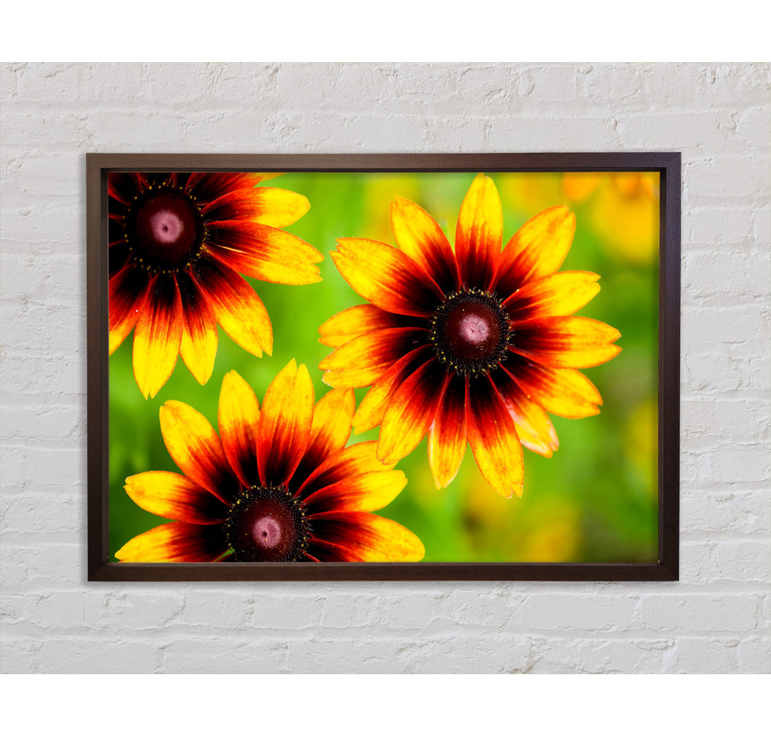 Sun Flower Garden - Einzelner Bilderrahmen Kunstdrucke auf Leinwand