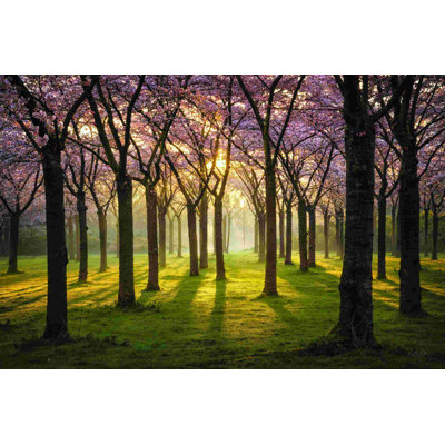 " Cherry Trees In Morning Light I " by Martin Podt
