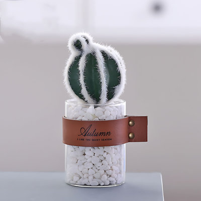 Plante grasse de 7,87 po