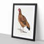 Malabar Hen by John Edward Gray - Picture Frame Art Print-55760924-55760922