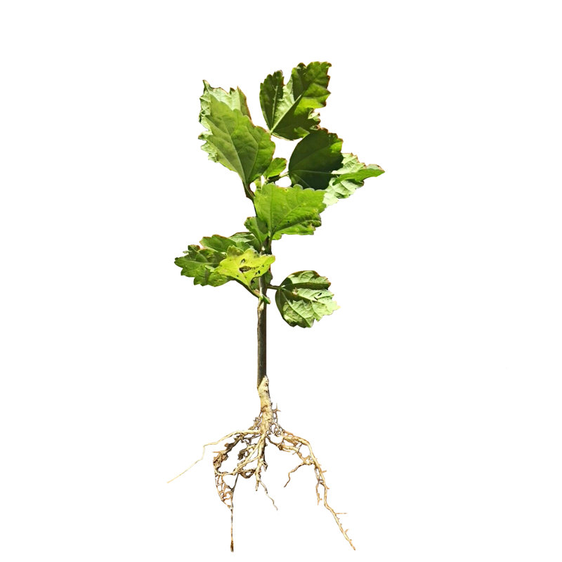 Primrue Live Hibiscus Plant