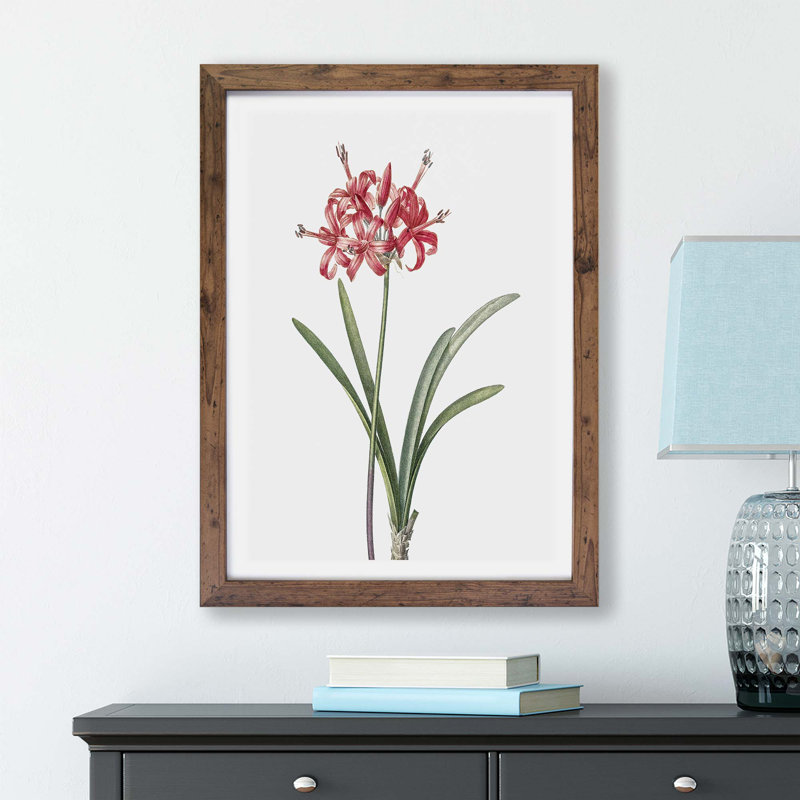 Guernsey Lily by Pierre-Joseph Redoute - Framed Print, Walnut, 45cm H x 63cm W x 2cm D
