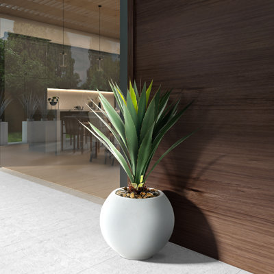 Yucca Plant in Porter Planter