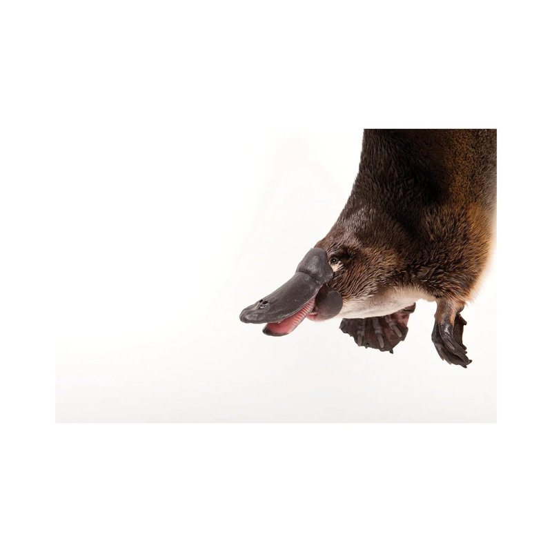 A Platypus At The Healesville Wildlife Sanctuary by Joel Sartore - Gallery-Wrapped Canvas Giclée on Canvas, Canvas