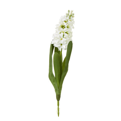 Hyacinth Stem