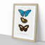Butterfly Illustrations PL. 6 by Charles d' Orbigny - Framed Print-55512671-55512674