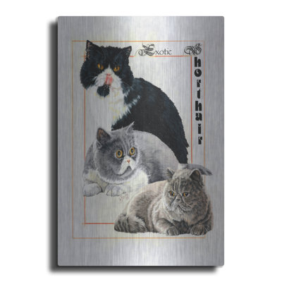 " Exotic Shorthair " by Barbara Keith
