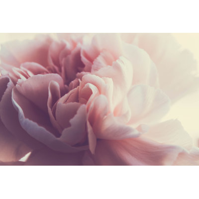 " Gentle Spring Peony Close-up "