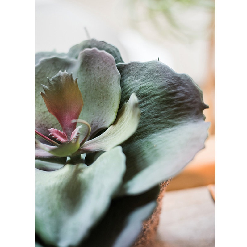Plante succulent en pot gigantea, H 9,1 po x l 9,1 po x P 5,9 po