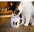 Peering Cat Mug