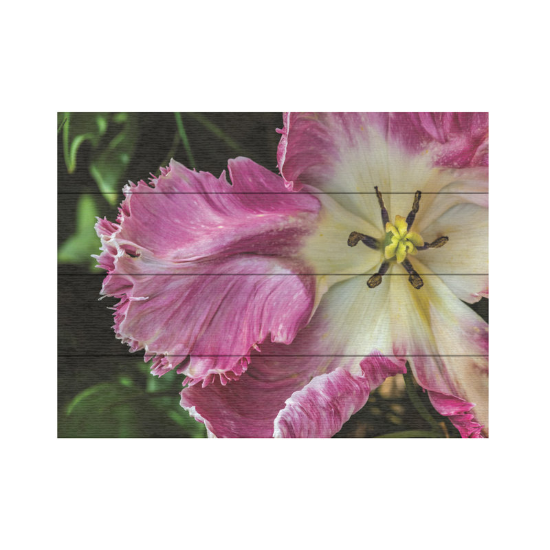 Kurt Shaffer Exotic Frilly Pink Tulip Wood Slat Art, H 18 po x l 22 po
