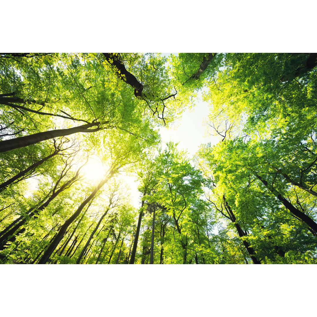 Grüner Buchenwald im Frühling - Druck