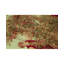 Hand-Knotted High-Quality Area Rug