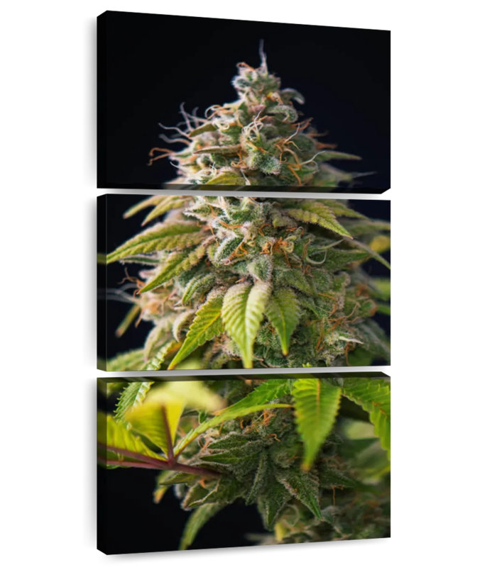 Cannabis Buds, 52" H x 24" W