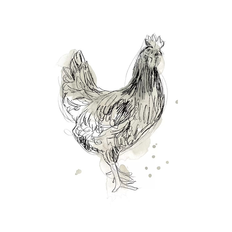Feathered Fowl I by June Erica Vess - Wrapped Canvas Print, 30.48cm H x 20.32cm W