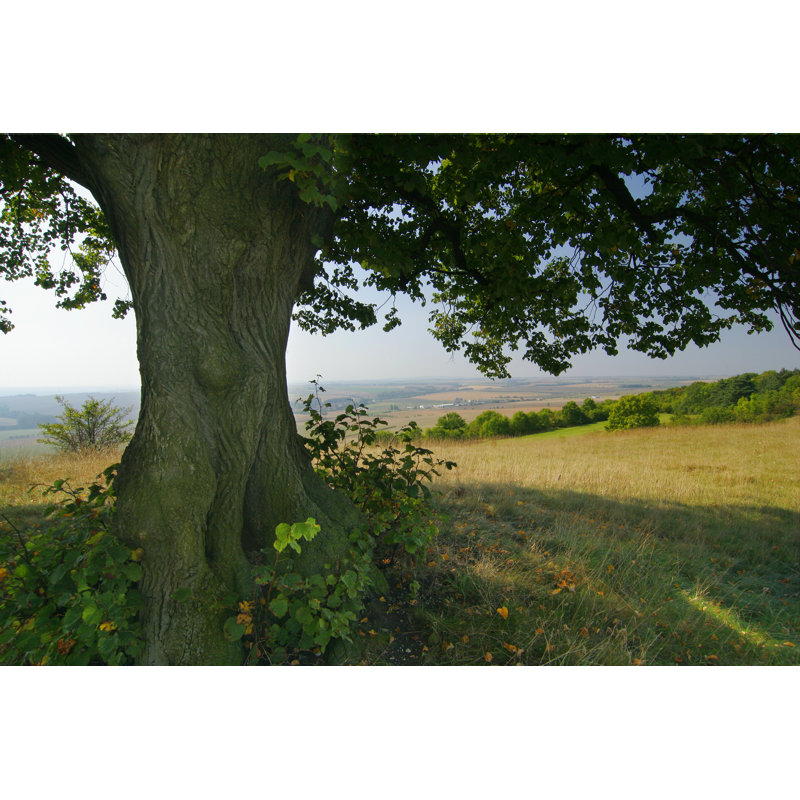 Old Lime Tree by Avtg, 32" H x 48" W
