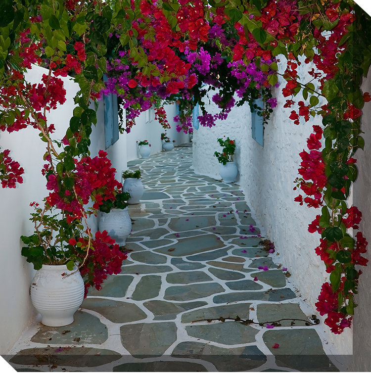 Art sur toile Bougainvillea