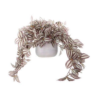 Tradescantia en pot en céramique