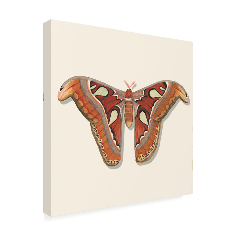 «Michael Willett Watercolor Moths II», art sur toile, H 35 po x l 35 po x P 2 po