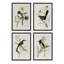 Summer Bird Framed Prints