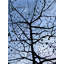 London Plane Tree And Moon Print by Evan Sklar-1511281534