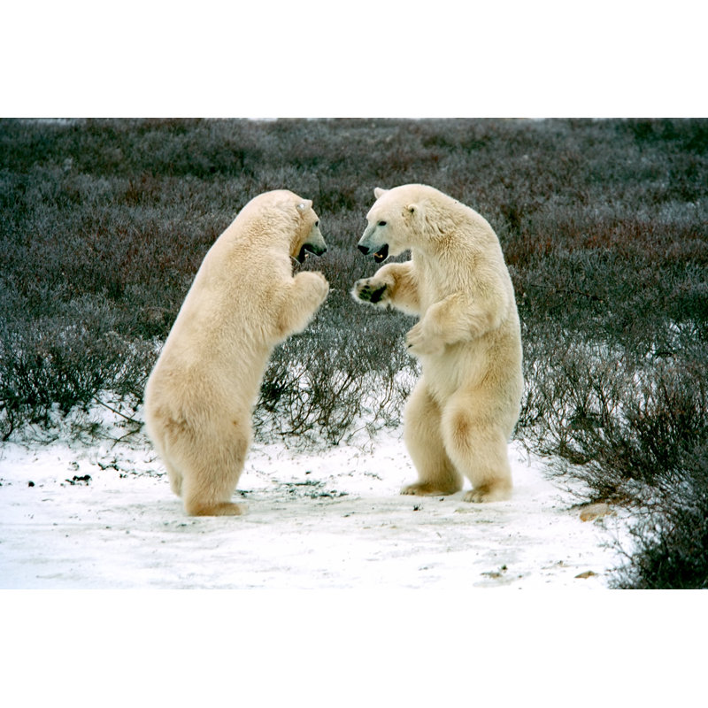 Polar Bears Boxing by Floridastock - Wrapped Canvas Print, 61cm H x 91cm W