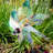 Iridescent Pinwheel Spinner-93794985
