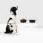 Medium Clear Double Pet Feeder with Color Bowls-197271276