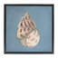 Cadre flottant Soft Sea Cowrie Shell, design par Julia Purinton-584172350-584172349