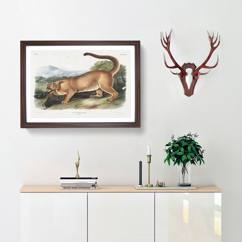 Cougar by J.W. Audubon - Picture Frame Painting Print, 48cm H x 65cm W x 2cm D, Walnut Framed