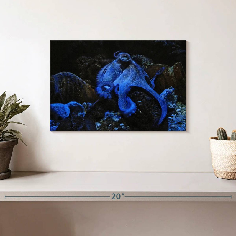 Brampt Stoic Blue Octopus, 8" H x 12" W