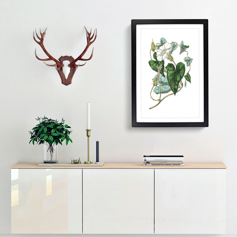 Bindweed Illustration - Single Picture Frame Painting, 45cm H x 33cm W x 2cm D, Black Framed