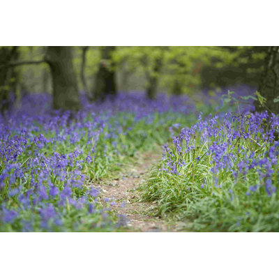 Bluebell Walk I