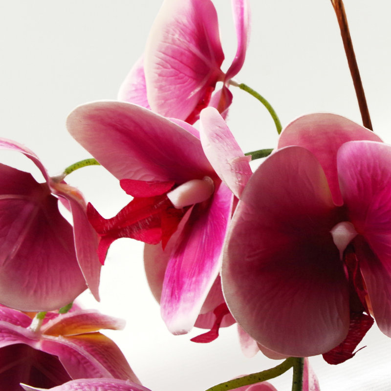Anneus 70cm Plant