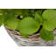 Lily Manor Wicker Planter Basket-487139755
