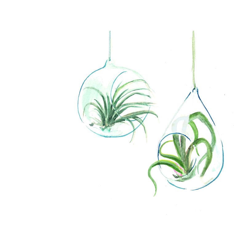 Plantes aériennes - impression sur toile tendue, H 24 po x l 32 po