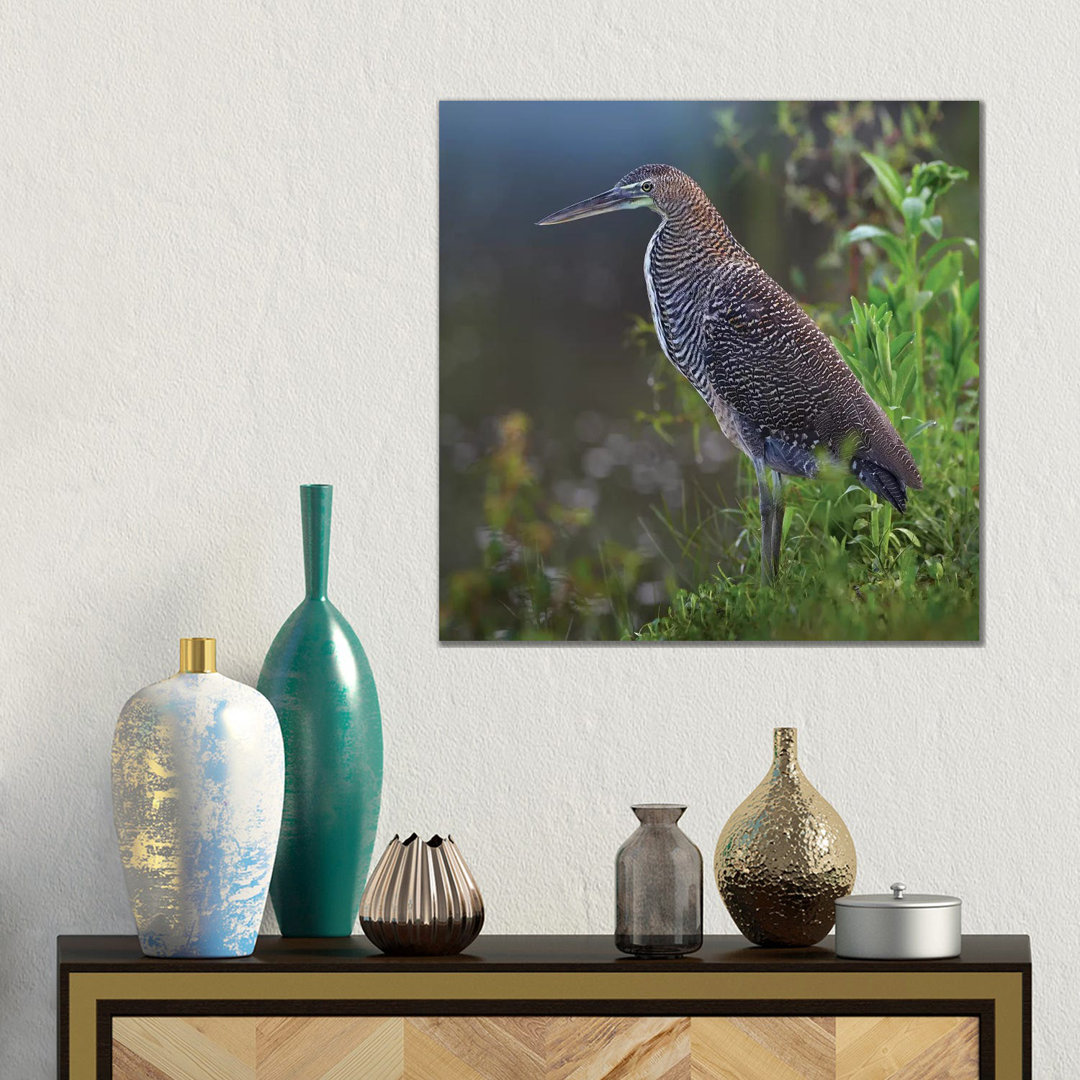 Bare-Throated Tiger Heron Portrait, Costa Rica von Tim Fitzharris - Galerie-verpackte Leinwand Giclée auf Leinwand