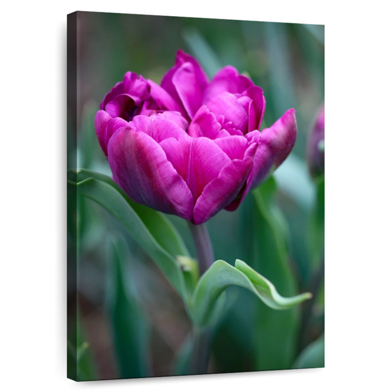 Harnek tulipe fuchsia, H 39 po x l 26 po