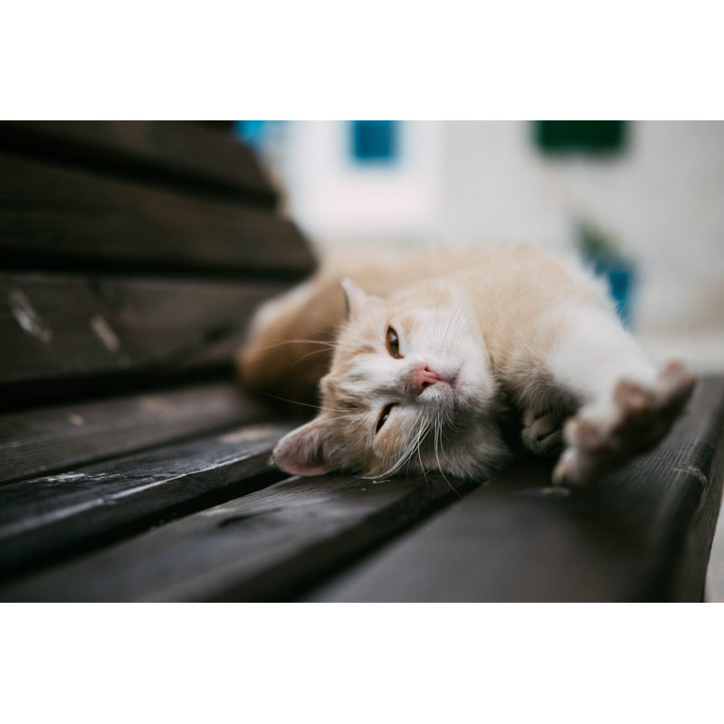 Sleeping Cat by Mustafahacalaki - No Frame Art Prints on Canvas, 61cm H x 91cm W