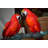 Jennings Two Parrots on a tree - Bronze Statue -  Size: 20"L x 12"W x 23"H. 