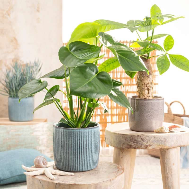Cache-pot intérieur en céramique Kathrien, H 5,5 po x l 6 po x P 6 po, Bleu