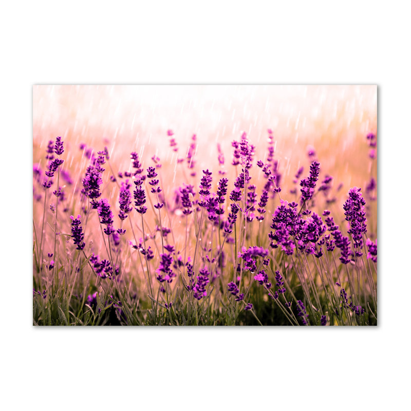 Lavender - Wrapped Canvas Print