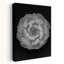 «Succulent Graptoveria Baw 001 Abstract Contemporary Cactus Succulent Landscape Nature», art mural-2008722872