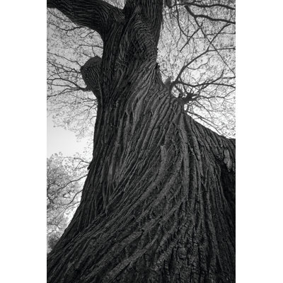 Twister 1 Piece Wrapped Canvas Wall Art