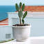 Pot à plante en résine Agave-802980471-802980459
