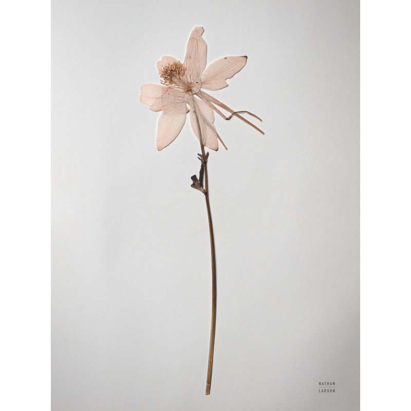 «Dried Floral Still Life IV» par Nathan Larson, reproduction, Cadre flottant doré, Non, H 16 po x l 12 po x P 1,25 po